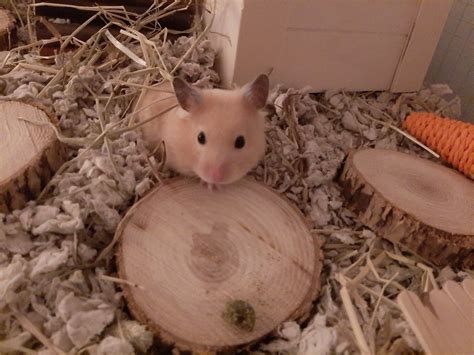 Hamster Cuteness