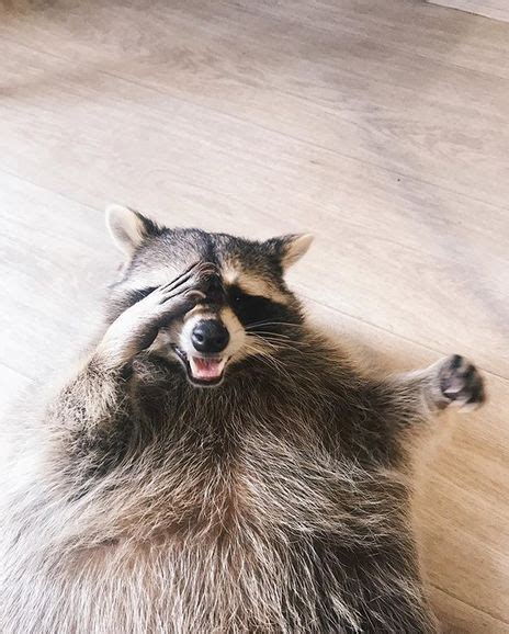 14 Funny Raccoon Pictures That Will Make You Smile Raccoon Funny