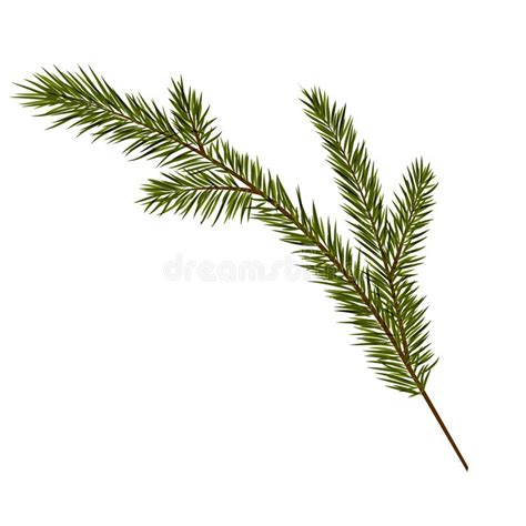 Green Realistic Branch Of Fir Fir Branches Isolated On White Stock