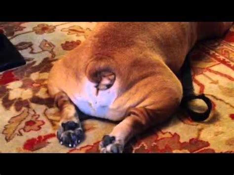 Puppies from the same litter can have different if a bulldog's tail interferes with his ability to use the bathroom or it causes repeated infections, a vet might recommend having the tail surgically removed. winnie the happy English bulldog wags tail - YouTube