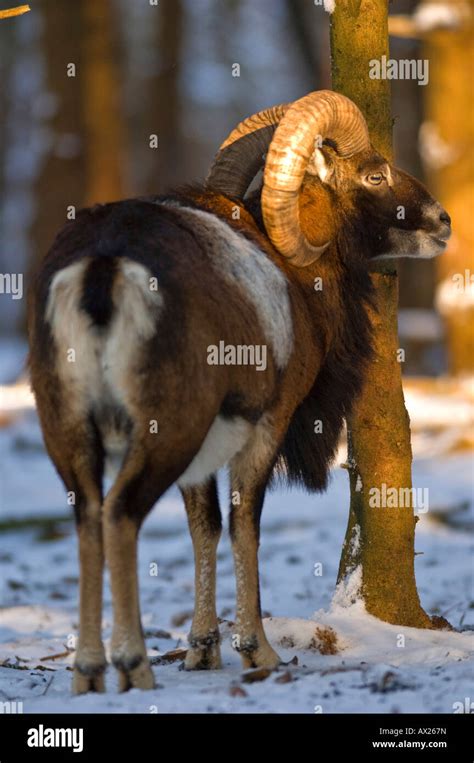 European Mouflon Ovis Gmelini Musimon Ram Stock Photo Alamy