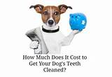 How Much Does It Cost To Start A Veterinary Clinic