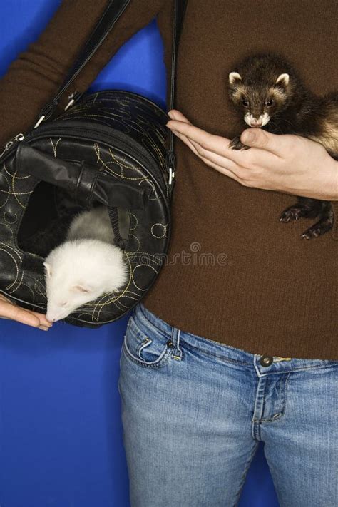 Pet Ferrets Held By Caucasian Woman Stock Image Image Of Travel