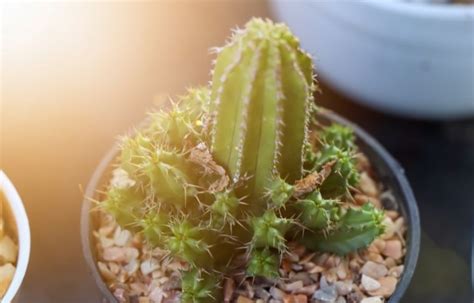 How Much Sun Do Cactus Need Youll Be Amazed Desert Garden