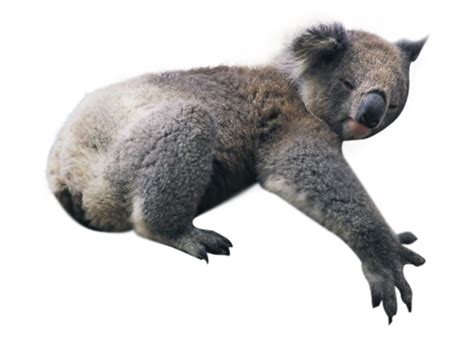 Koala Png