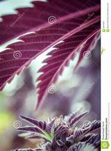 Purple Marijuana Leaves Images