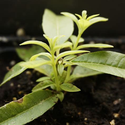 Bouturer Verveine Citronnelle Dans Le Jardin Sensoriel En Fin Dété