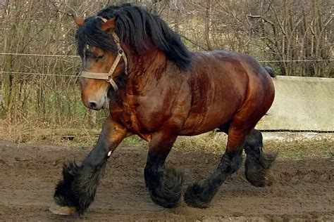 Gentle Giants 15 Of The Best Draft Breeds For Horse Riding Horse