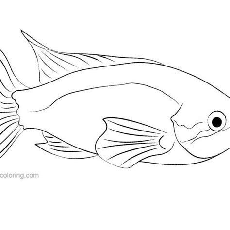 Rainbow Fish Coloring Pages Easy Drawing Free Printable Coloring Pages