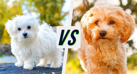 Maltese Vs Maltipoo How To Pick Your Perfect Puppy
