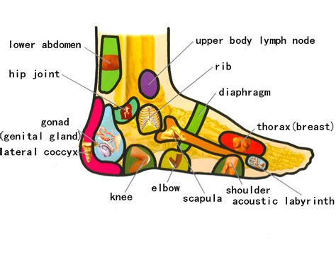Diagram Foot