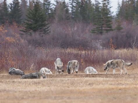 Cloud Wolves Back In Action At Nanuk Churchill Wild Polar Bear Tours