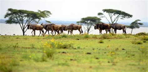 7 Days Masai Mara Lake Naivasha And Amboseli Safari