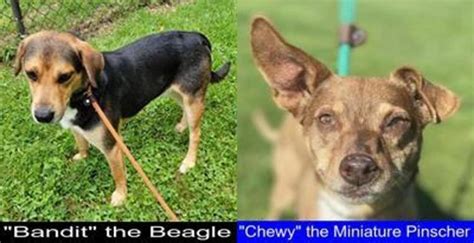 Why You Should Get The Beagle Instead Of The Miniature Pinscher Good