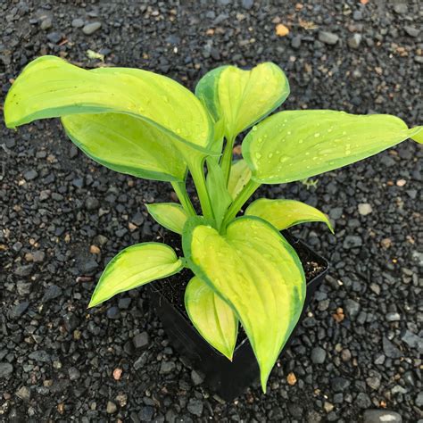 Hosta Stained Glass Plantain Lily 35 Pot Little