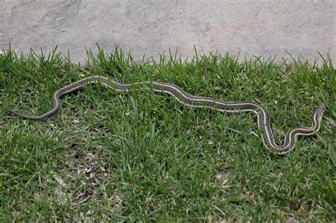 Minnesota Seasons Plains Garter Snake