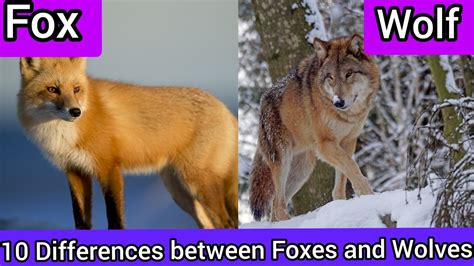 10 Differences Between Wolves And Foxes Youtube