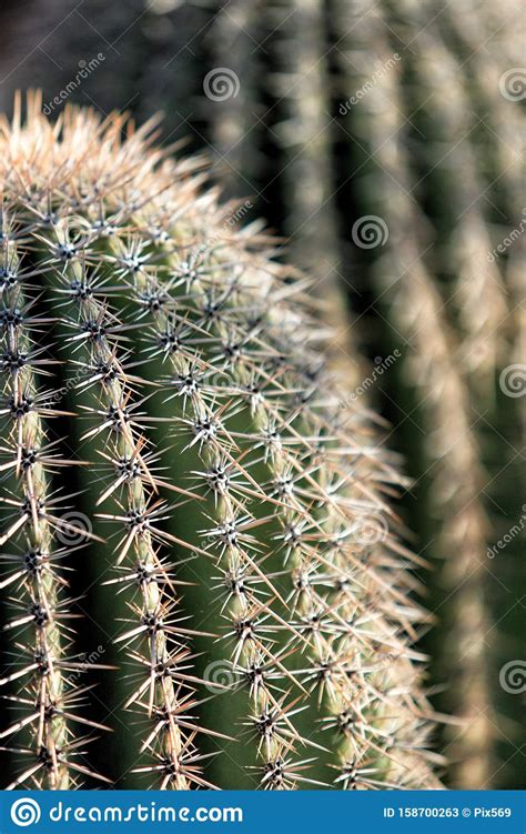 Young Saguaro Cactus In The Sonoran Desert Stock Image Image Of