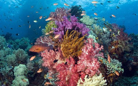 Hd Nature Animals Fishes Tropical Underwater Coral Reef Ocean Sea