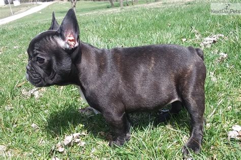 With over 600 of our restaurants open 24 hours a day, we've got you covered. Twila: French Bulldog puppy for sale near Springfield ...
