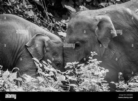 Baby Elephants Love Stock Photo Alamy