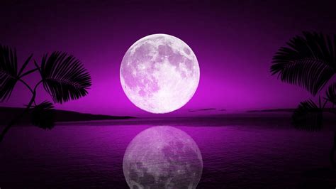 Tropical Moon Free Hd Wallpapers For Desktop