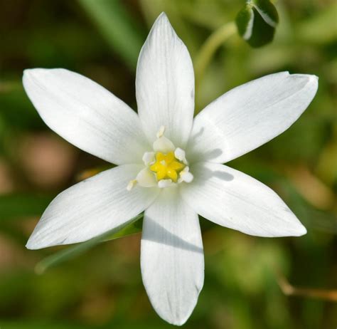 Maybe you would like to learn more about one of these? Spring6 - star of bethlehem flower by mbspinu on DeviantArt
