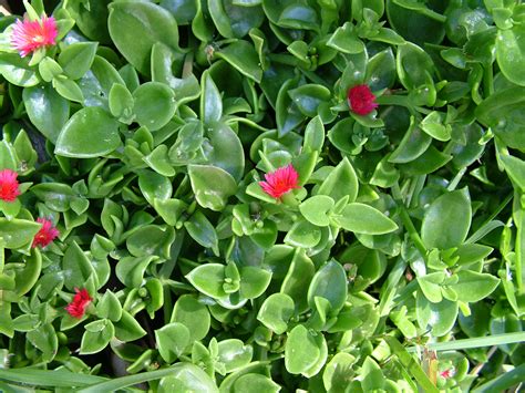 Check spelling or type a new query. Succulent Plant With Tiny Pink Flowers | Best Flower Site