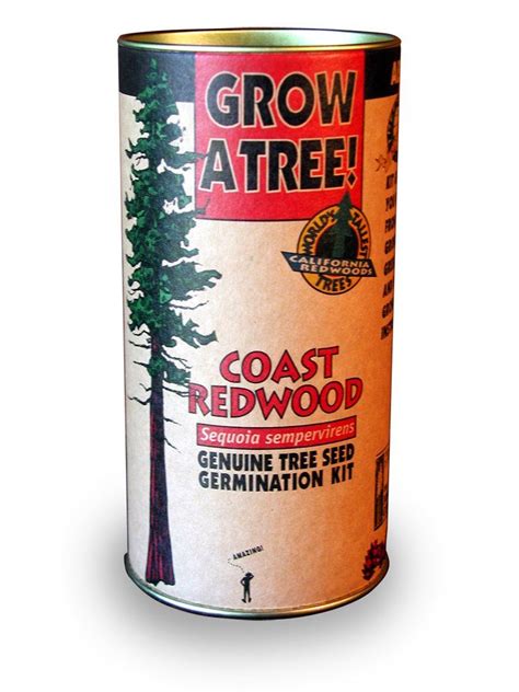 I plan to bonsai them, since i don't really have the need or space for a 300ft tree. The Jonsteen Company 5800-2 Coast Redwood Grow Kit | Coast ...