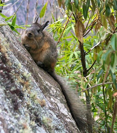 Rodent On A Rock In South America Lagidium Peruanum Lagidium