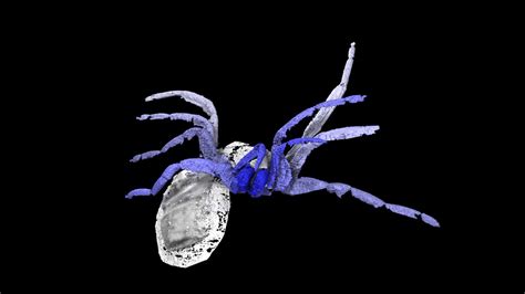 New Research Identifies Unique Arachnid Species