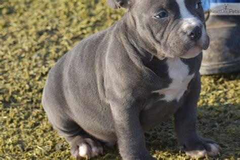 Here we would like to give a brief introduction to the meals that are recommended for bullies. Max Blue Male: American Bully puppy for sale near Columbus ...