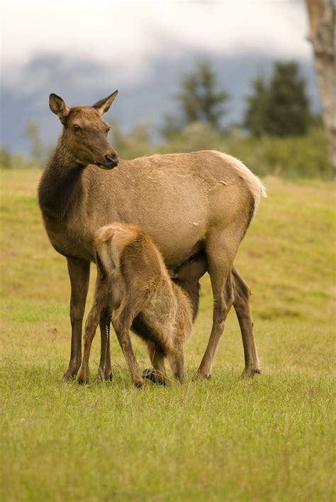 Baby And Mother Elk In Girdwood Alaska A Mother Elk With It Flickr