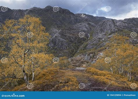 Mountain Autumn Landscape In Norwaygrove Of Young Birch Trees Stock