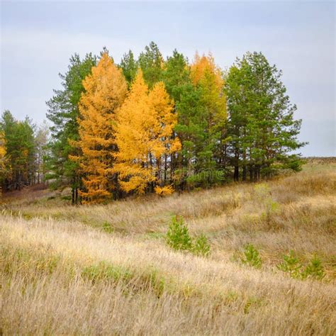 Autumn Conifer Trees Stock Photo Image Of Fall Forest 62072598