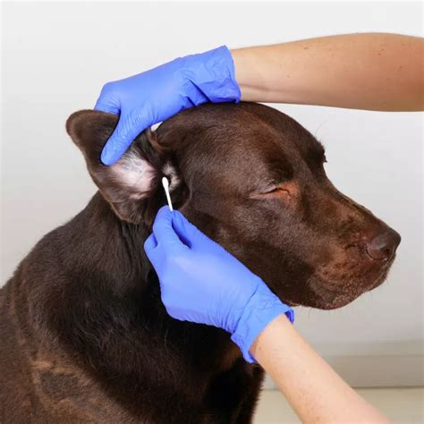 Otitis En Perros S Ntomas Causas Y Tratamientos Recomendados Mascotas Plus