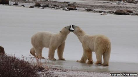 Polar Bears Not Endangered Us Confirms Bbc News