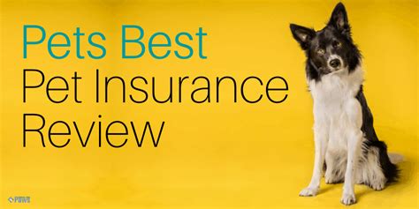 We did not find results for: Pets Best Review - Is it the Best Dog Insurance Company?