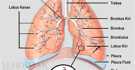 4 Organ Dalam Sistem Ekskresi Pada Manusia Lengkap Bagian Fungsi Dan Gambarnya Markijarcom
