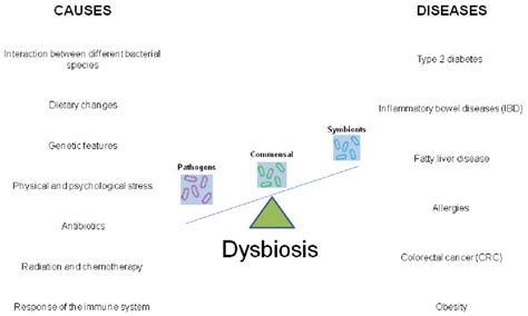 Causes Of Dysbiosis And Related Diseases Dysbiosis Is A State Of