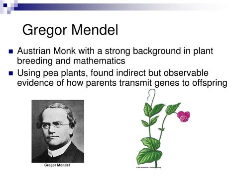 Ppt Mendel Genes And Inheritance Powerpoint Presentation Free