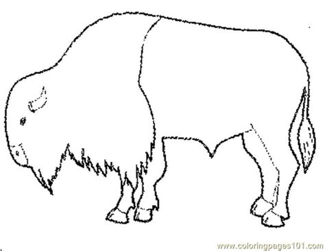 Texas longhorn cow coloring page | free printable coloring. Tgiving Buffalo Coloring Page - Free Thanksgiving Day ...