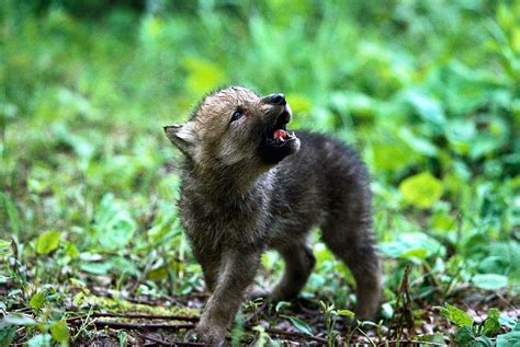 Have A Howling Good Time Wolves Live In Diverse And Changing
