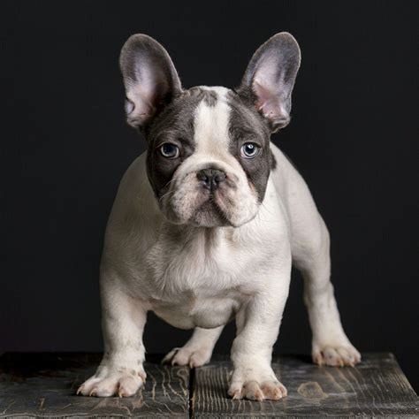 37 Blue Pied French Bulldog For Sale Photo Bleumoonproductions