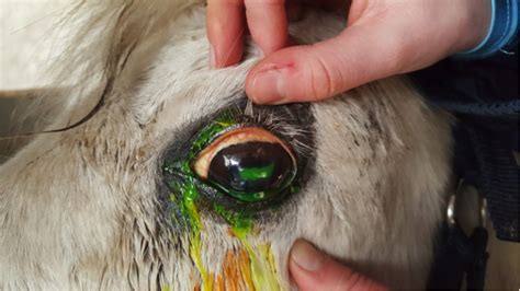 Use a horse main brush made out of real horse main hair. Eye problems in horses - Oakhill Veterinary Centre