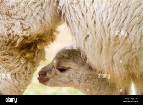 In The Animal Garden This Beautiful Young Lama Runs Stock Photo Alamy