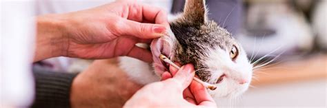 Pet Ear Infections Otitis Externa Greencross Vets