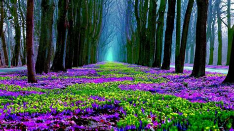 Purple Yellow Green Spring Flowers Field Trees Hd Flowers Wallpapers