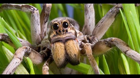 Worlds Worst Spider Bites Brown Recluse Youtube
