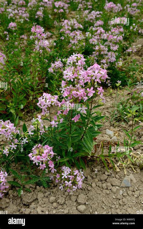 Common Soapwort Saponaria Officinalis In Flower Morbihan France